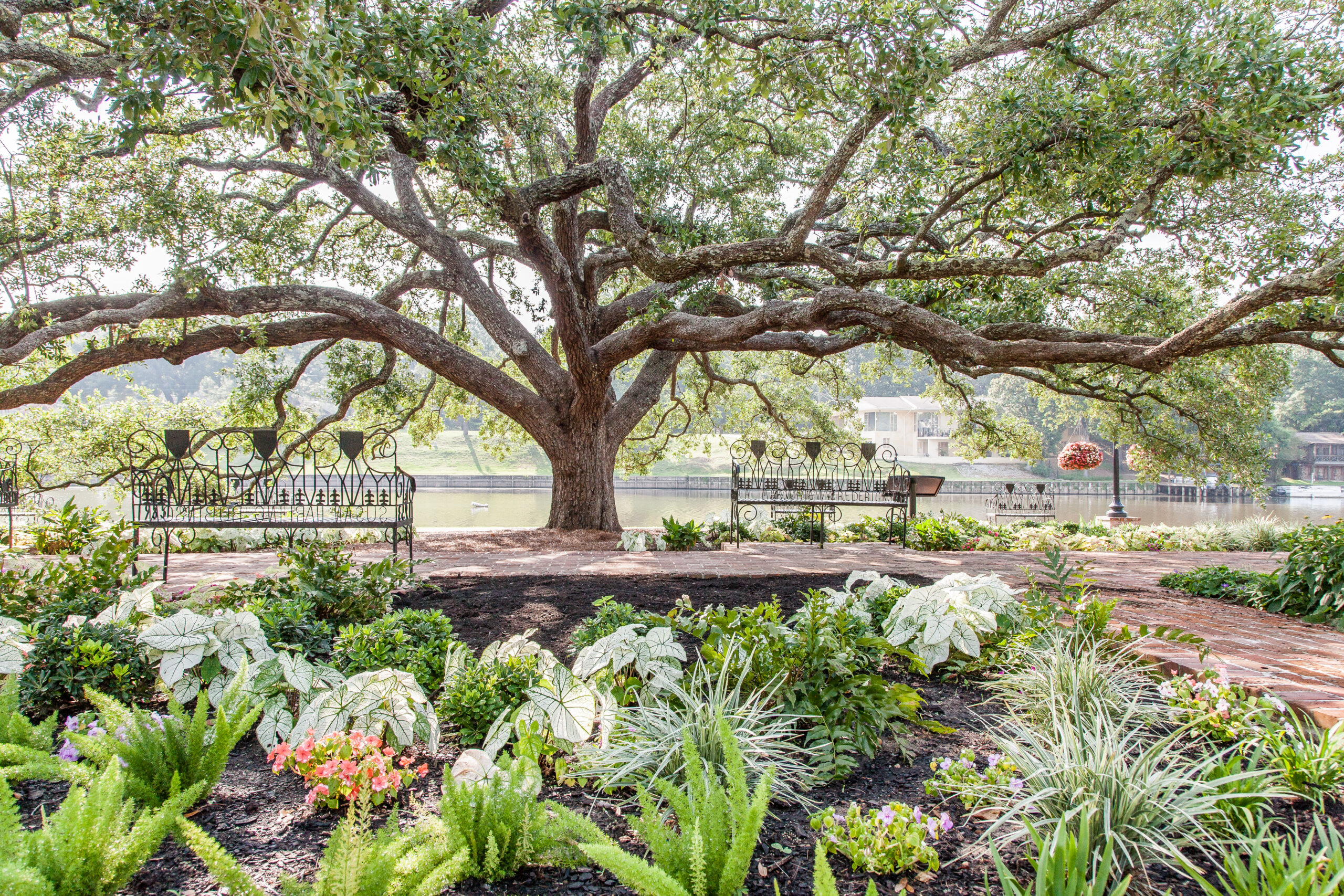 Live oak tree surrounded by plants